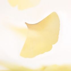 Sticky Leaf_Tracing Ginkgo(Green,S)