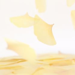 Sticky Leaf_Tracing Ginkgo(Yellow,M)