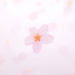 StickyLeaf_T-Cherry Blossom_Pink_S