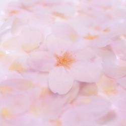 StickyLeaf_T-Cherry Blossom_Pink_S