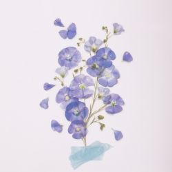 Press Flower Stickers_Flax