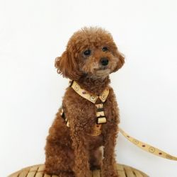 CHOONSIK H Type Harness 