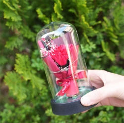 Dome Carnation